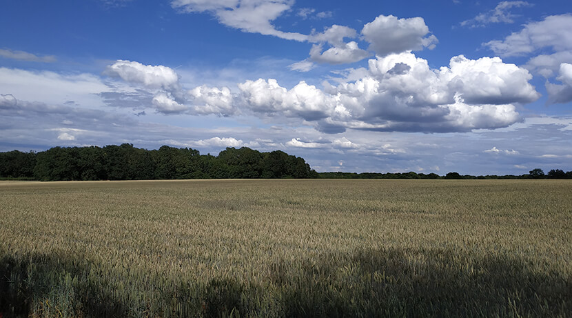 La sécheresse précoce inquiète les agriculteurs yvelinois