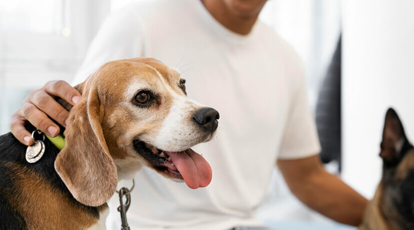 La faune de la capitale choyée par le conseil de Paris