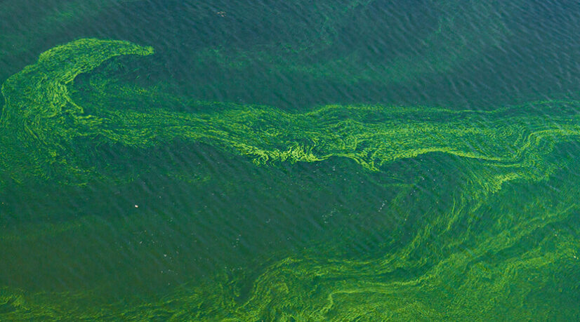 Alerte aux cyanobactéries en Essonne