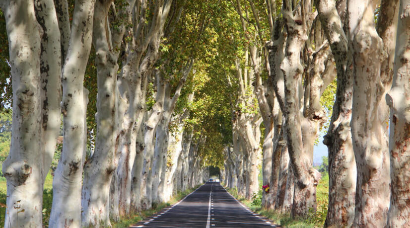 Des associations s'inquiètent de l'abattage de 355 arbres le long du tronçon nord de la RD920