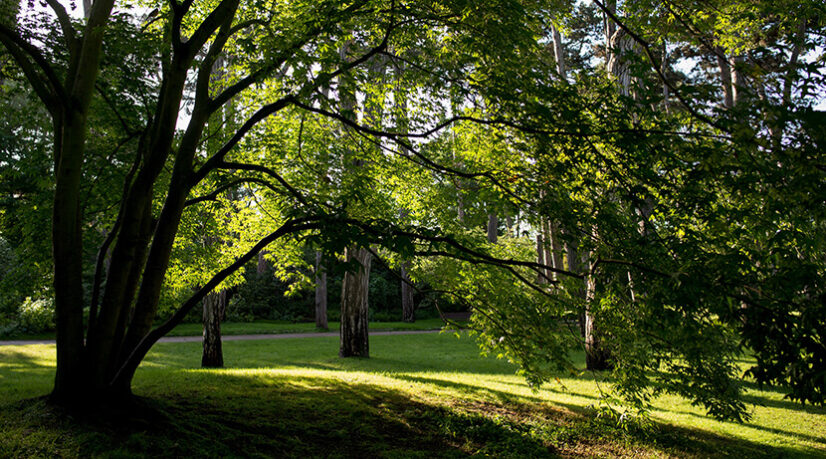 Mobilisation militante contre les abattages dans le bois de Vincennes