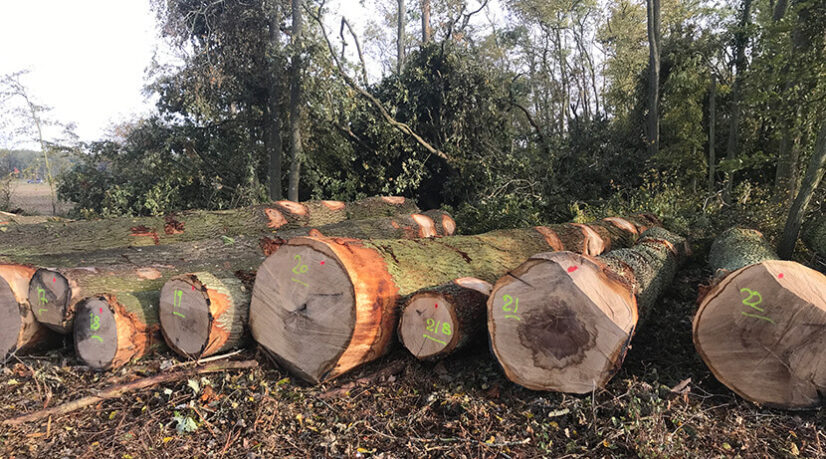 Les forêts des Yvelines attisent les convoitises