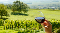 Œnotourisme, un relais de croissance pour le vignoble français