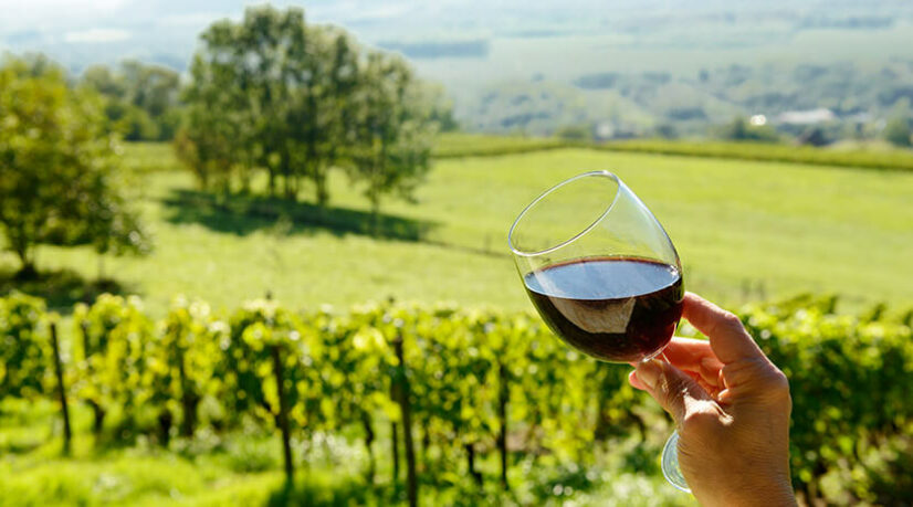 Œnotourisme, un relais de croissance pour le vignoble français