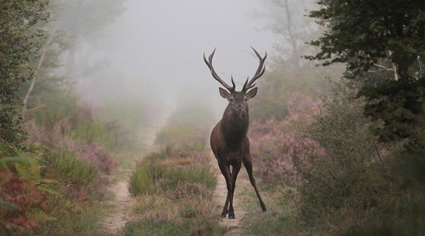 Une nouvelle association pour veiller sur les animaux de la forêt de Fontainebleau