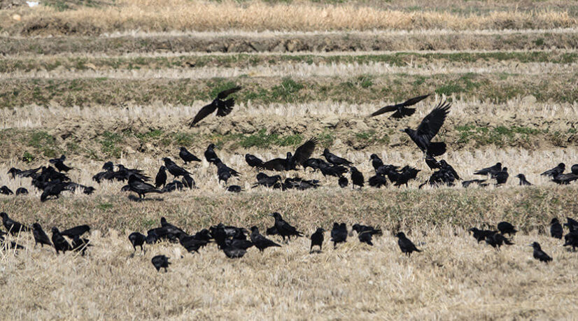 Bayer teste un répulsif naturel contre les corbeaux essonniens