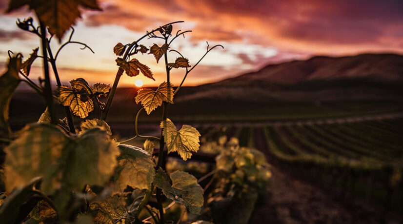 Le long chemin du vignoble français vers la neutralité carbone