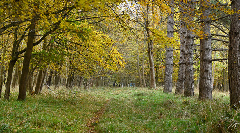 La région nouvelle propriétaire d’un bois privé au sud du Val-de-Marne
