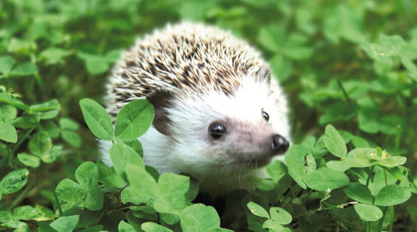 Nouveaux habitats pour la faune sauvage parisienne