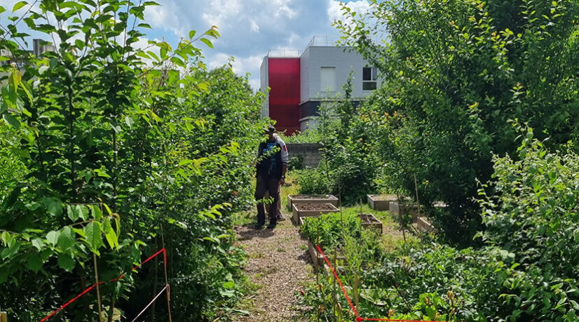 À Bondy, l’agriculture urbaine contre la précarité alimentaire
