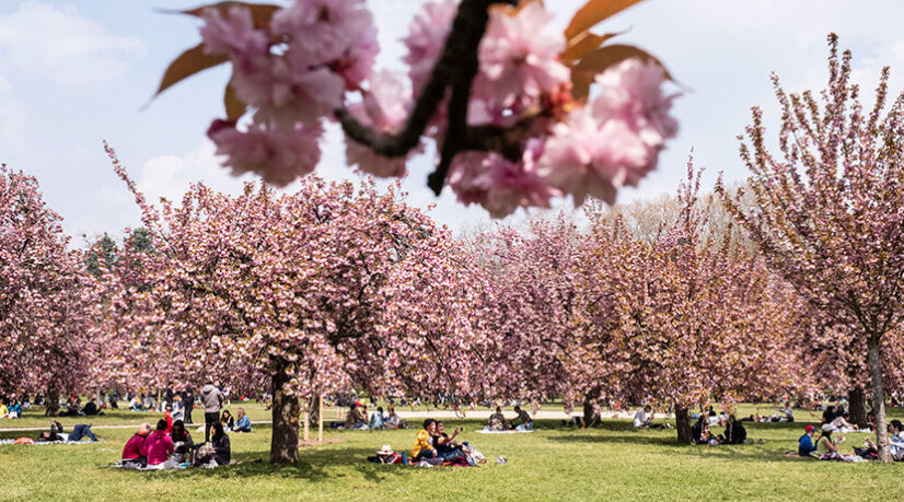 Les Hauts-de-Seine renforcent la protection de leurs arbres