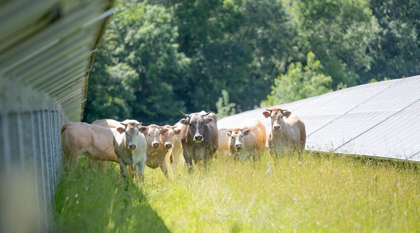 Olivier Bousquet, REDEN