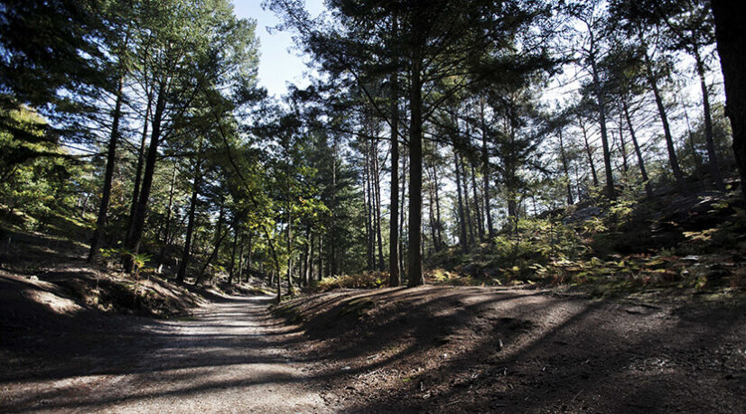 Un militant écologiste bientôt jugé pour vandalisme en forêt de Fontainebleau