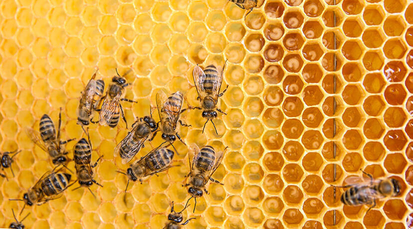 Renaud Dutreil veut fédérer les forces productives