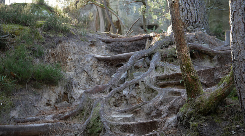 Un sentier de la forêt de Fontainebleau victime de son succès