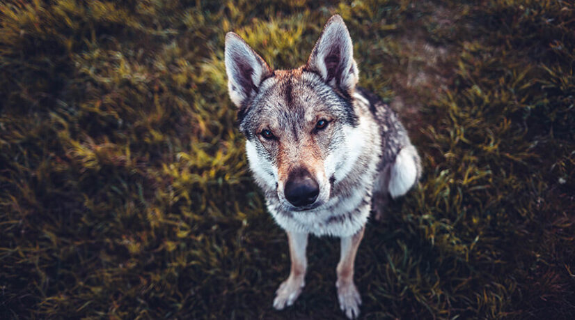 Comment les loups sont devenus des chiens